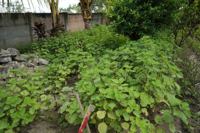 
					Hadirkan Inovasi Pota Ceting, Kecamatan Medan Deli Mampu Turunkan Angka Penderita Stunting