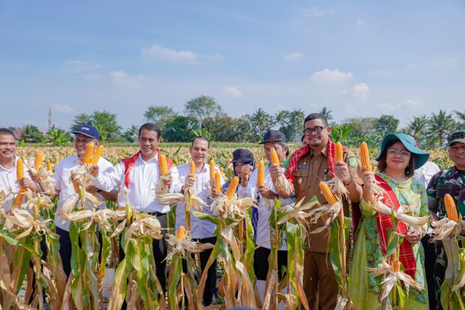 
					Panen 8 Ton Jagung Bersama Bobby Nasution, Mentan: Ini Luar Biasa, Semoga Hentikan Impor