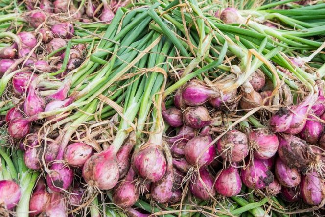 
					Harga Bawang Merah Dibayangi Cuaca Buruk, Sumut Dibanjiri Beras Dari Aceh Dan Sulsel