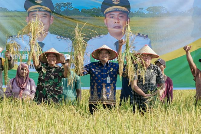 
					Panen Raya Padi di Persawahan Mabar Hilir, Bobby Nasution Ingin Sektor Pertanian Berkembang