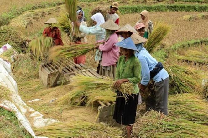 
					Deflasi Bisa Picu Melemahnya Sektor Pertanian Di Tahun Depan